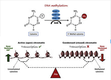 Load image into Gallery viewer, Smoke Signature-DNA Methylation Epigenetic Assessment of Long-term Smoking